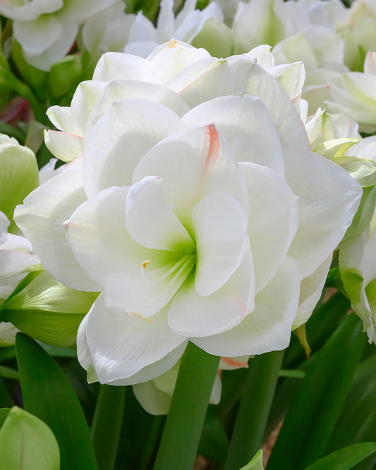 White Double Amadeus Amaryllis