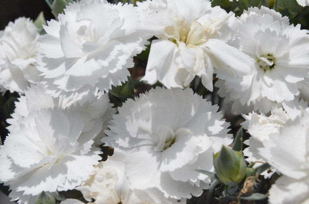 Dianthus White Beauty