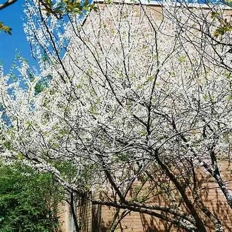 Whitebud Tree