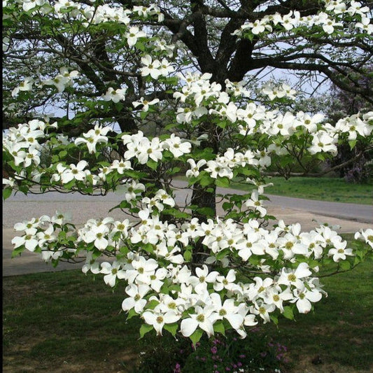 White Dogwood