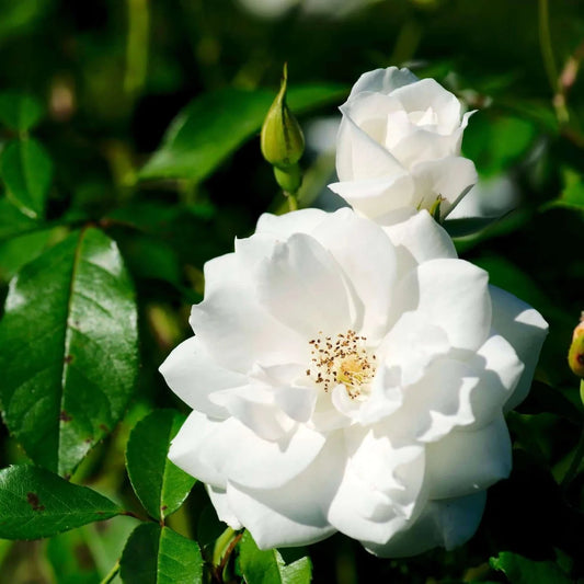 Arborose White Iceberg