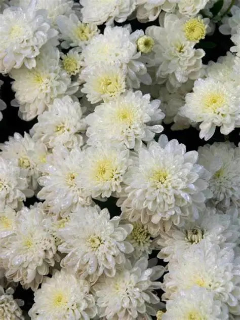 White Mums