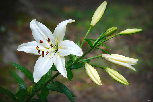 Lily Oriental White