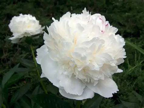Peony White Sarah Bernhardt