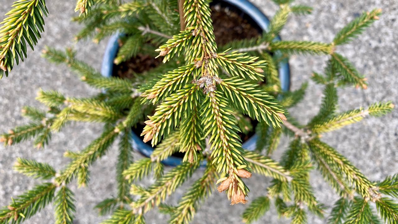 Spruce-Dwarf White