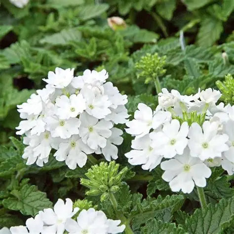 Verbena White