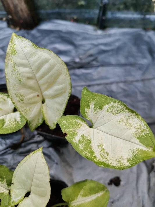 Syngonium White Christmas