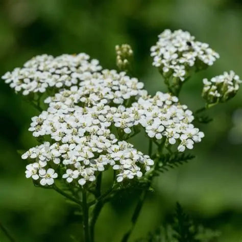 Achillea Yarrow White