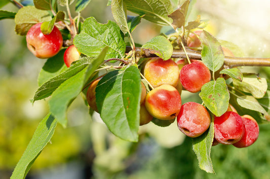 Whitney Crabapple