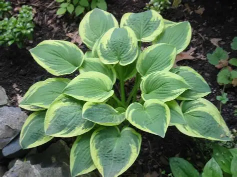 Hosta Wide Brim