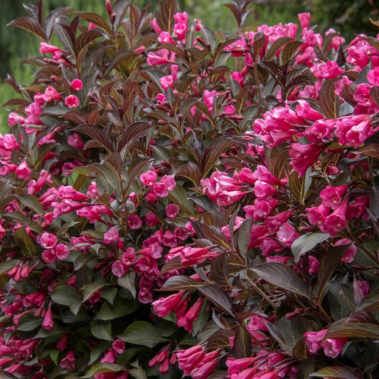Weigela Wine and Roses