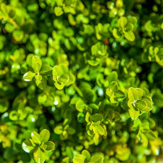 Boxwood Winter Beauty