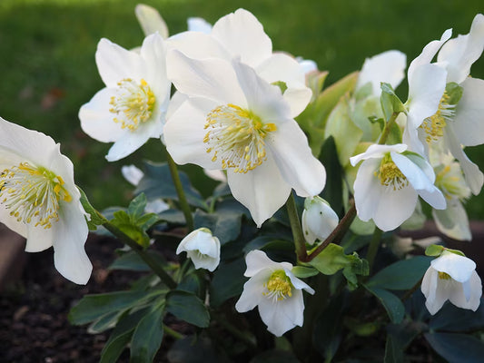Helleborus-Winter Christmas
