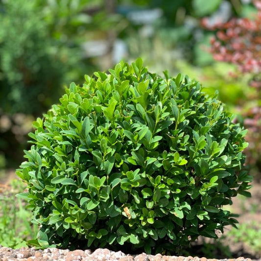 Boxwood Winter Gem