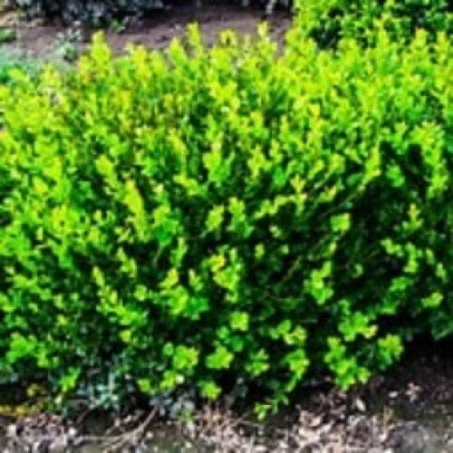 Boxwood Winter Green