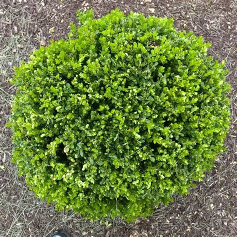 Boxwood Wintergreen