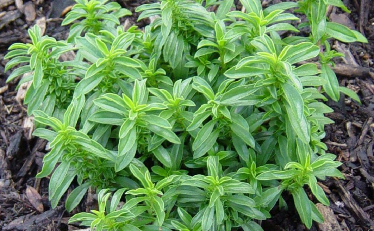 Winter Savory