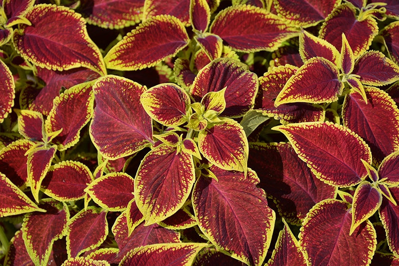 Coleus Wizard Series