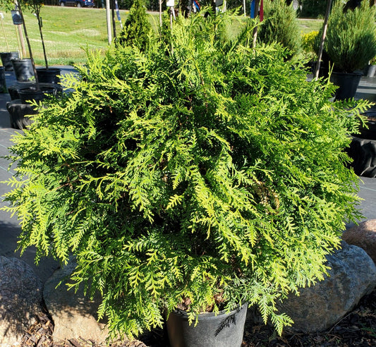 Arborvitae Woodward Globe