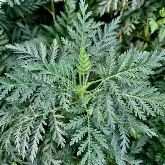 Ferm Wormwood