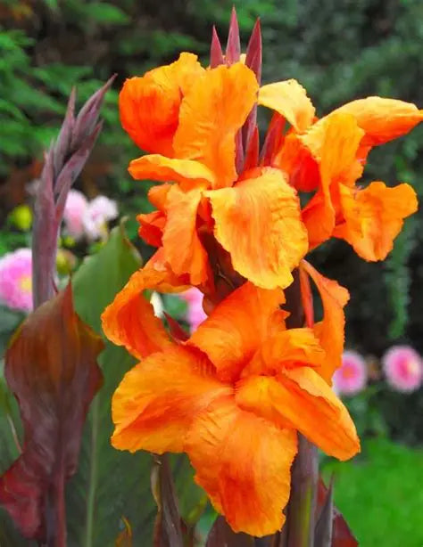 Canna Lily Wyoming