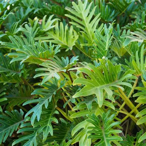 Philodendron Xanadu