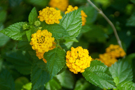 Lantana Sunrise Yellow