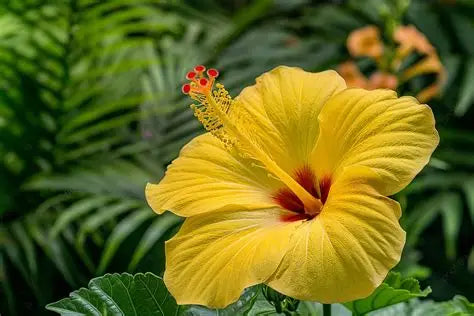 Tropical Yellow Hibiscus