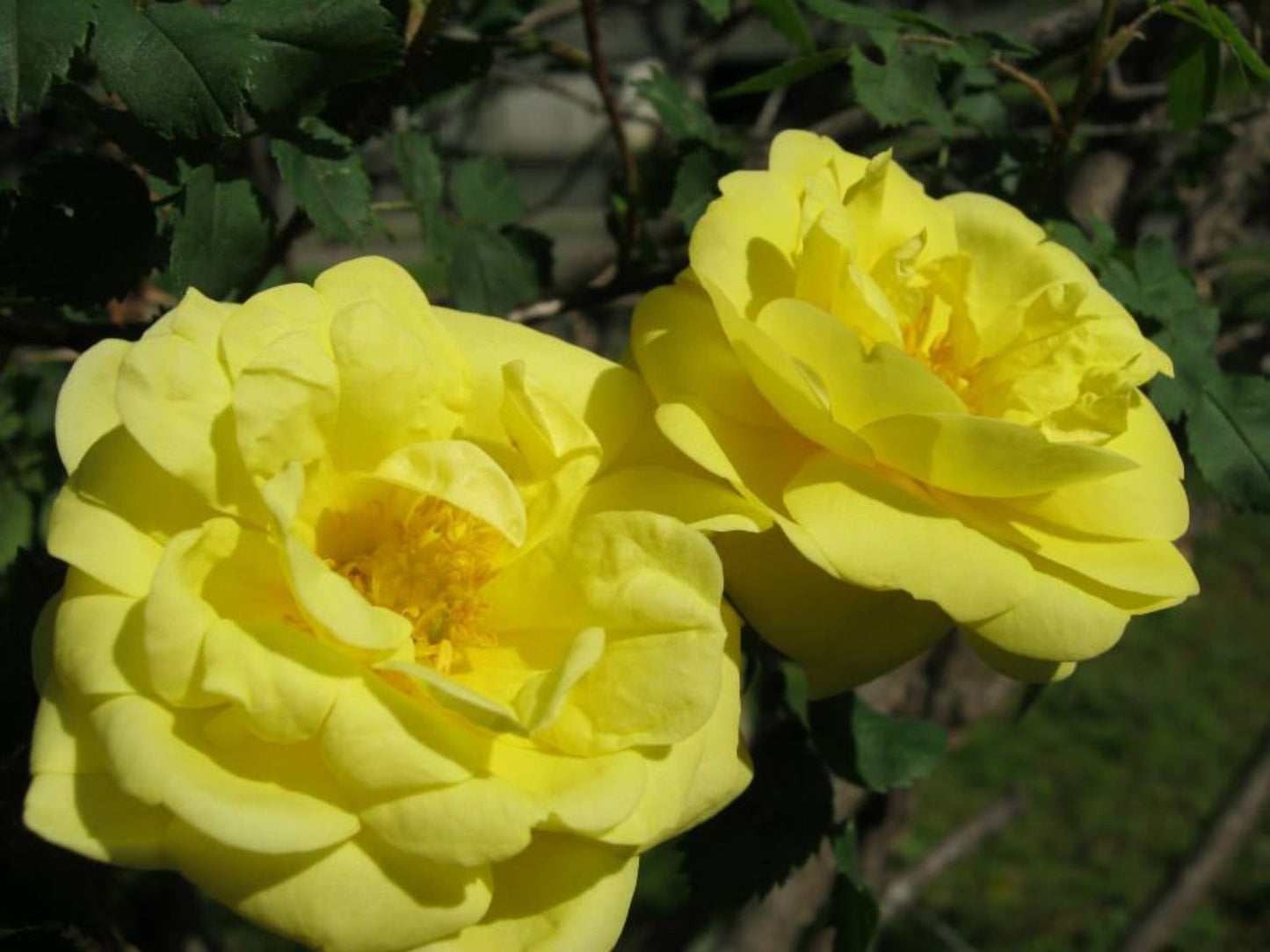 Yellow Double Rose of Texas