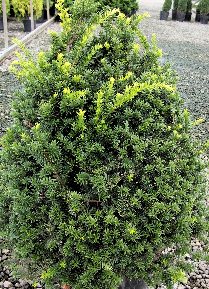 Yews Taxus Capitata Pyramid
