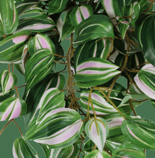 Tradescantia Green Zebrina Basket