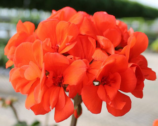 Geranium Zonal Orange