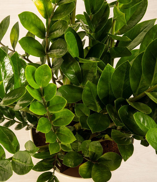 ZZ Plant